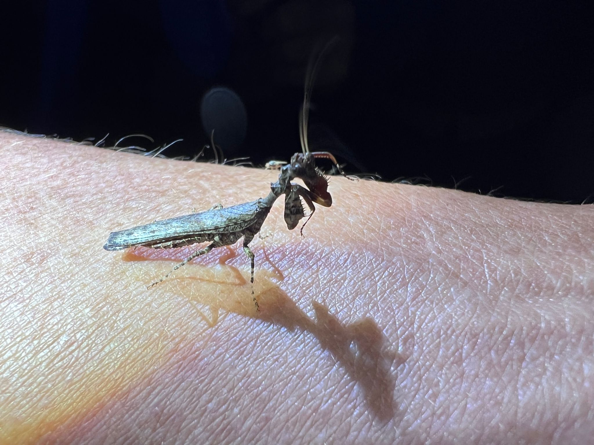 Kleine Astmantis African twig mantis (Popa spurca)